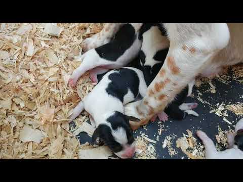 1.5-day-old-pocket-beagle-puppies-with-their-mom-jenny