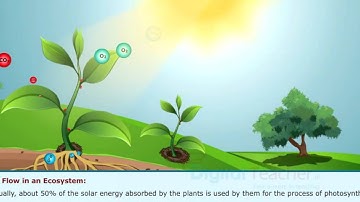 Energy Flow in an Ecosystem, Class 8 Biology | Digital Teacher