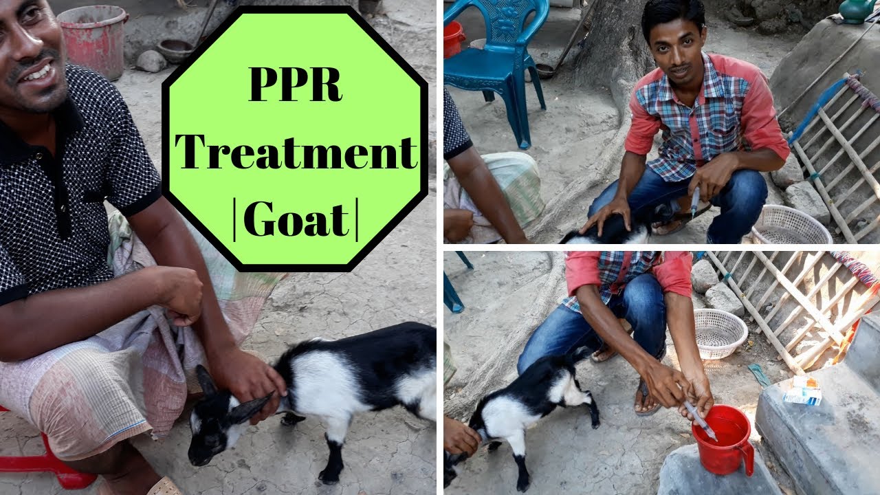 Goat PPR Disease Treatment goat-ppr-disease-treatment