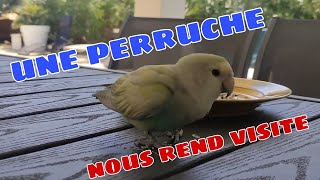 VISITE SURPRISE : PERRUCHE ONDULÉE