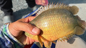 Tập 161 - Tổ Đãi Người Mới Lên Cá Rô Khủng, Câu Cá Rô Đồng Mùa Nước Nổi