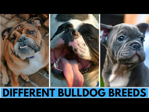 TOP 10 Bulldog Dog Breeds