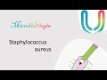 Urgences  microbiolologie    staphylococcus aureus