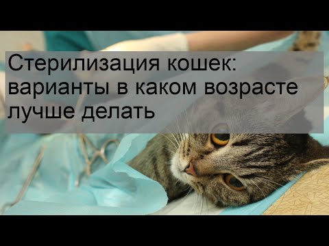 Видео: Как да храним котка след стерилизация