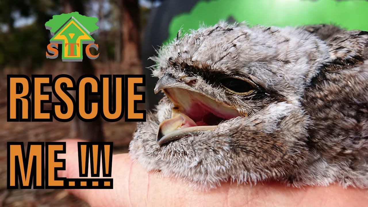 Australian CUTE ANIMAL RESCUE...Tawny Frogmouth Owl ( Petzl climbing gear) Tasmania Tree services