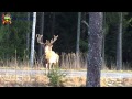 Ståtliga Kronhjortar vid passet / Magnificent Red Deers