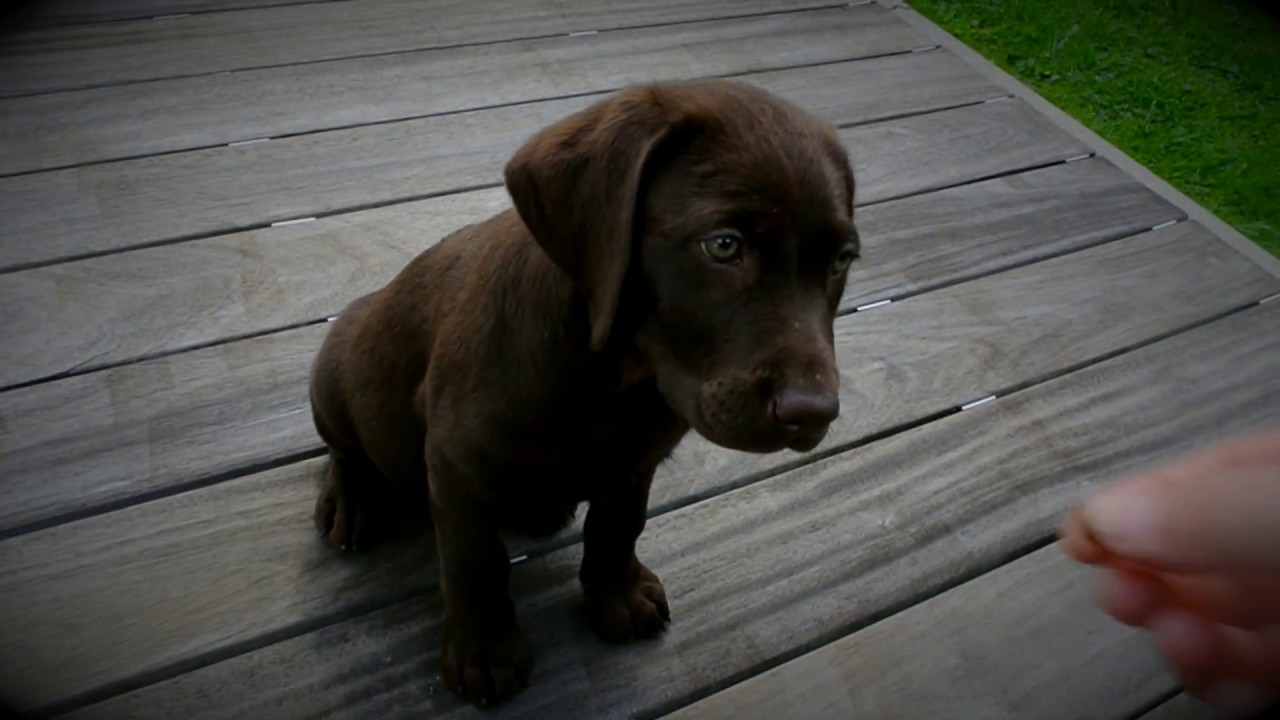 11 week old black lab