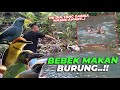 BARU BEBERAPA JAM DI AVIARY, MANDARIN DUCK UDAH BIKIN ULAH.. MAKAN BURUNG..! AUTO OUT...!!