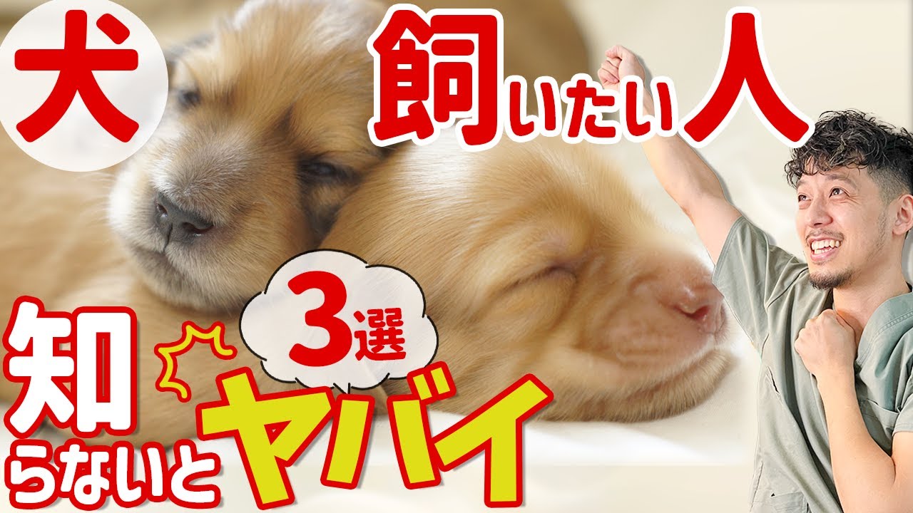 初めて犬を飼う人が必ず知っておくべき3つのことを獣医師が解説【保護犬】