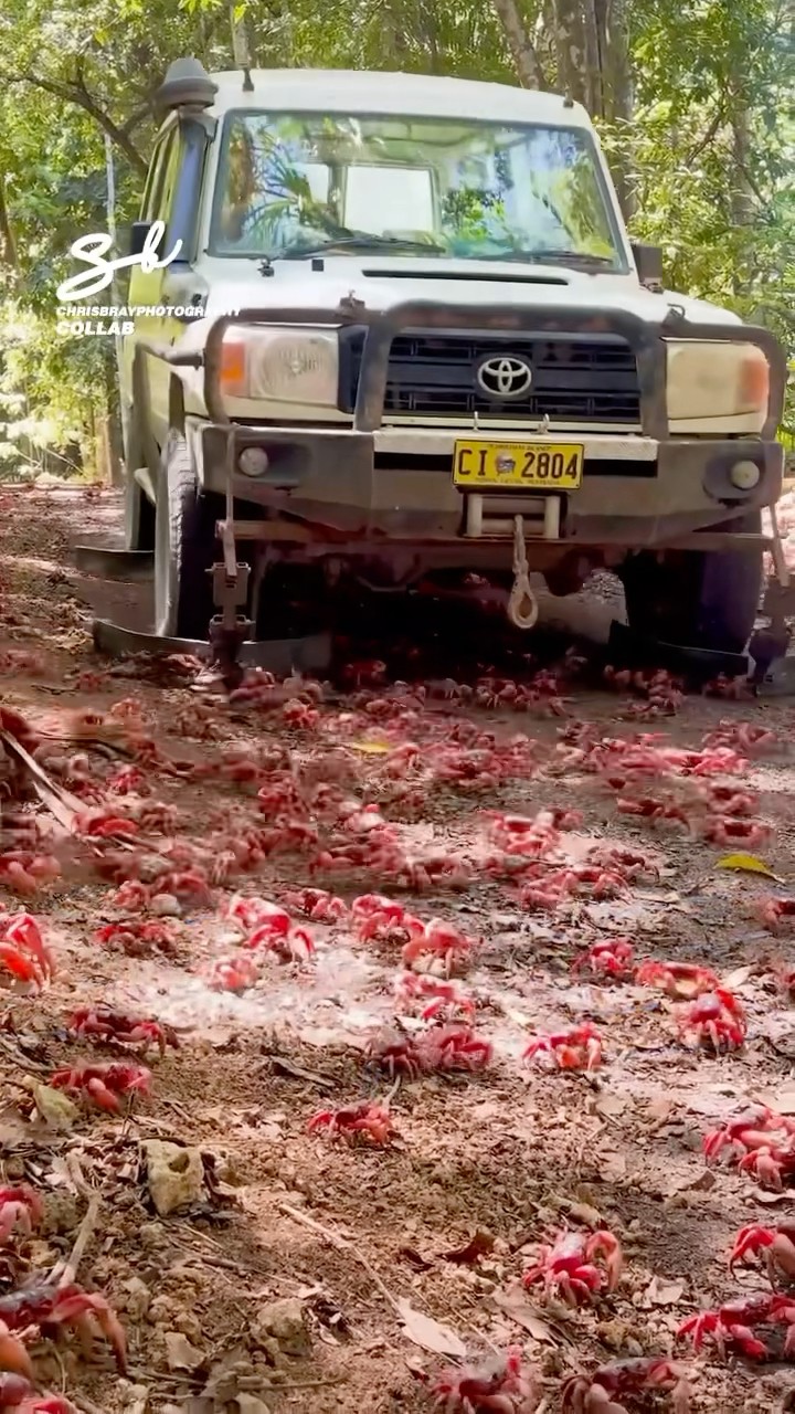 It’s like a snow plow… but for crabs! ? #crabs #cars #vehicles