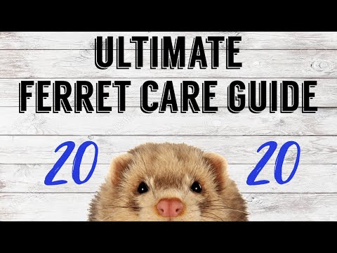 Video: How To Care For A Ferret