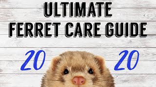 ULTIMATE FERRET CARE GUIDE 2020 | Pazuandfriends