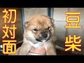 豆柴がやって来る Shiba Inu Puppy #0
