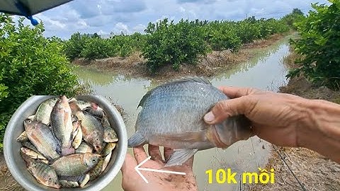 Chia sẻ cách câu cá rô phi hiệu quả,một cục mồi một con cá #p28 youtube câu cá hóc môn
