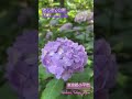 あじさい公園は紫陽花が満開(東京都小平市)Hydrangea Park in Kodaira, Tokyo