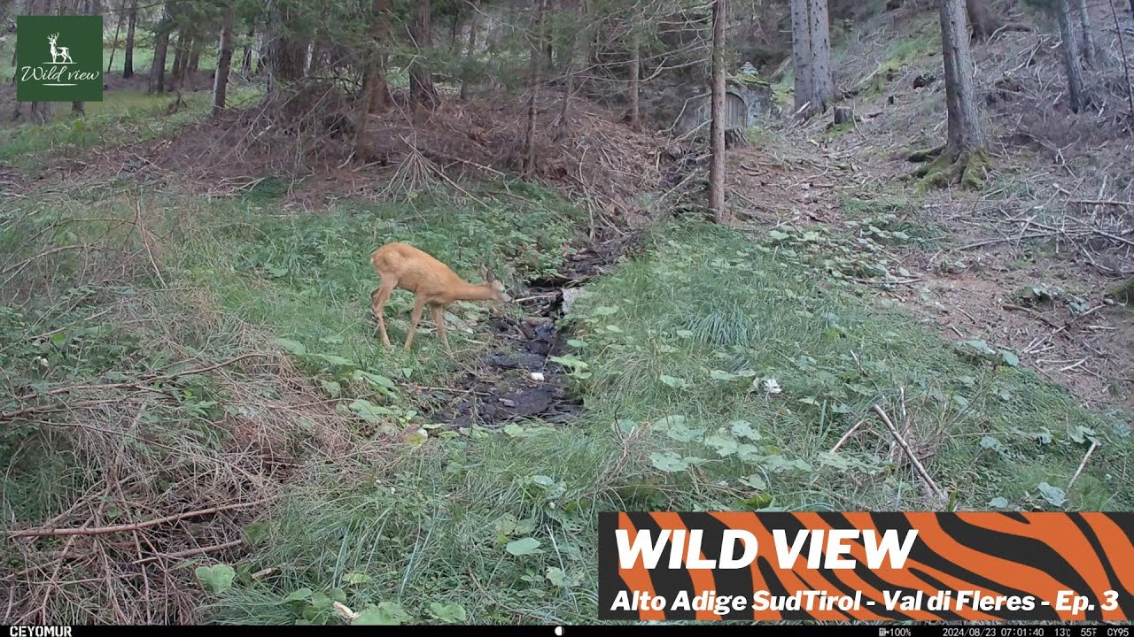 WILD VIEW - CAPRIOLO 4K - Alto Adige SudTirol - Val di Fleres - Ep. 3