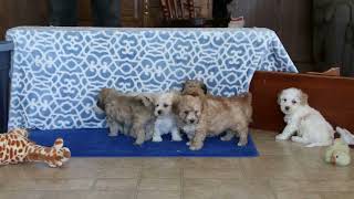 Maltipoo Puppies For Sale
