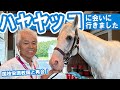 【国枝栄調教師と再会！】白毛のアイドルホース・ハヤヤッコに会いに行きました