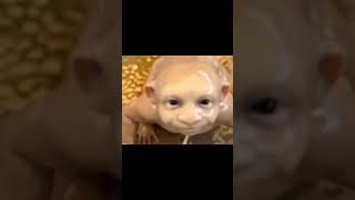 itlog ng ostrich ni andong#funnyvideos #funny #comedymove #comedyfilms $