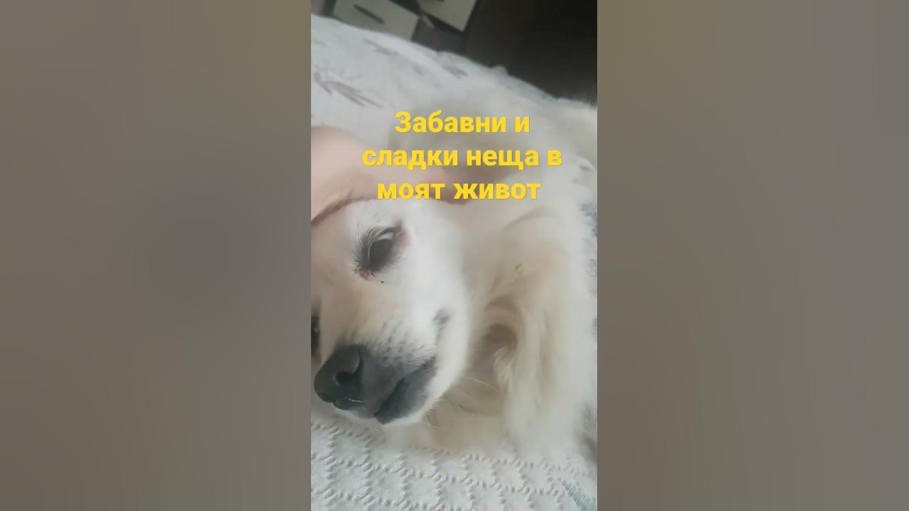 сладки и смешни неща - YouTube