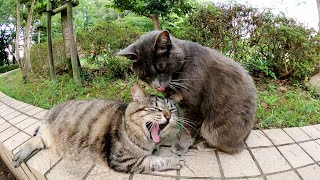 灰色猫が眠たそうなキジトラ猫の顔をペロペロ舐めて起こそうとする