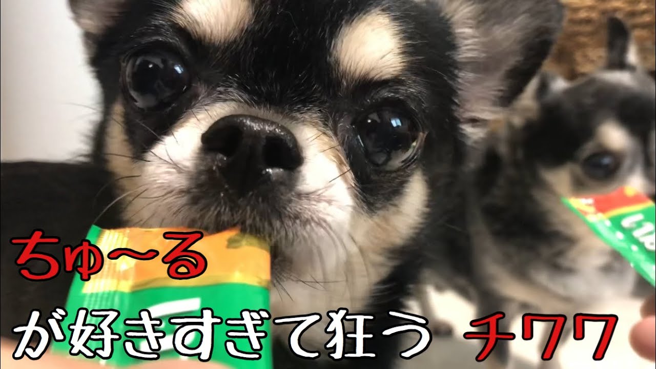 飼い主目線 ちゅーる大好きチワワ Youtube 飼い主目線 ちゅーる大好きチワワ Youtube