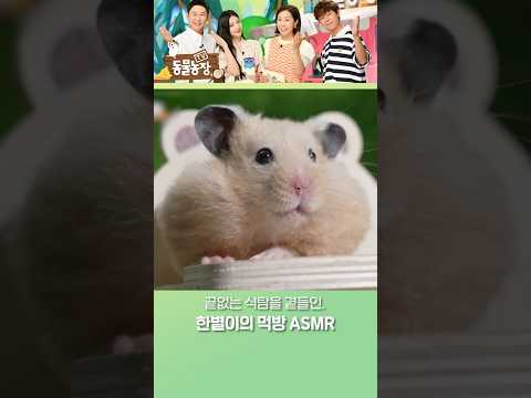 먹으면 먹을수록 더 귀여워지는 햄스타 한별이 #TV동물농장