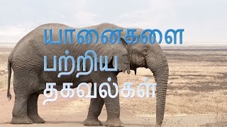 Some surprising information about elephants Surprisingly Information about elephants in Tamil