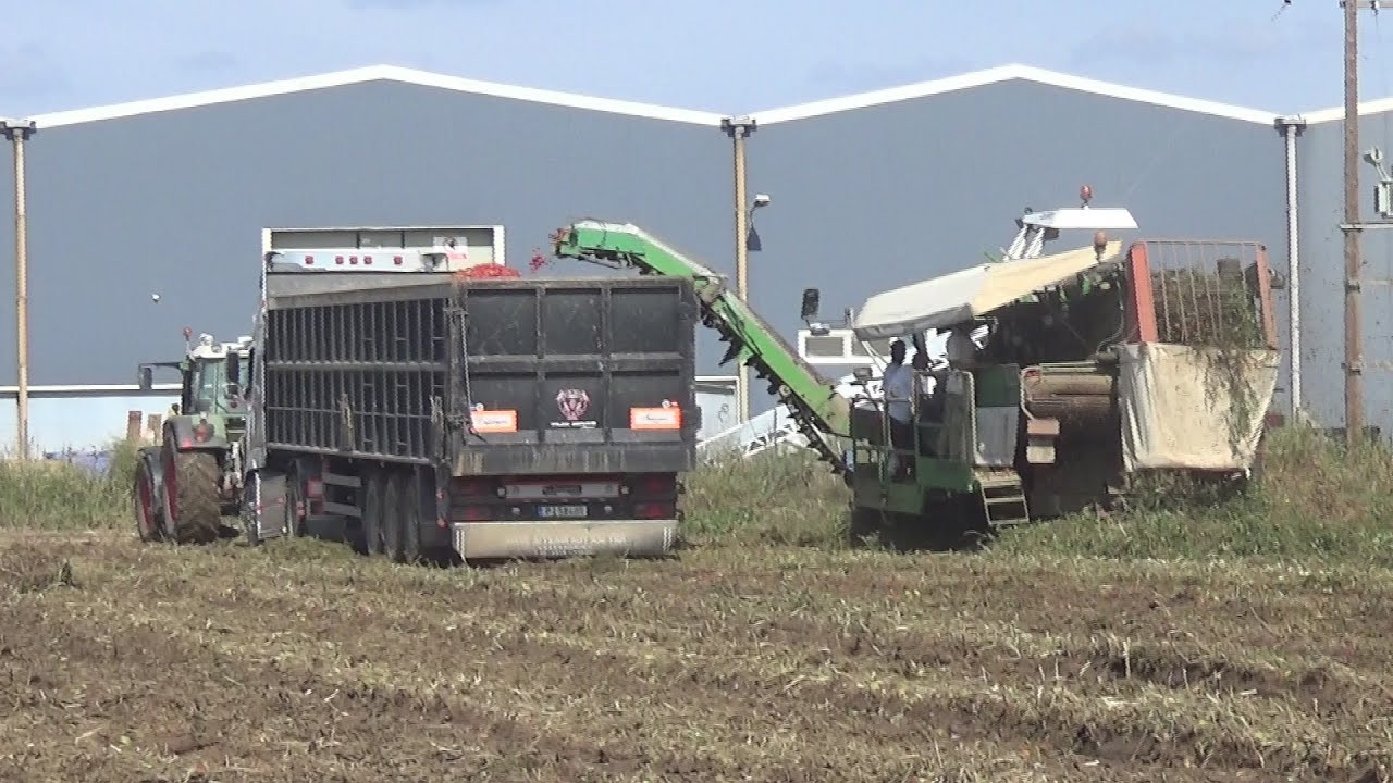 Συγκομιδή βιομηχανικής ντομάτας Φάρσαλα Δευτέρα 14 Οκτώβρη 2024