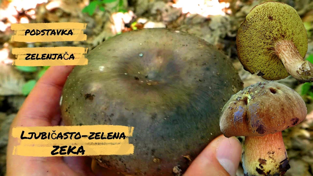 Poslastica iz šume - Ljubičasto-zelena zeka (Russula cyanoxantha)