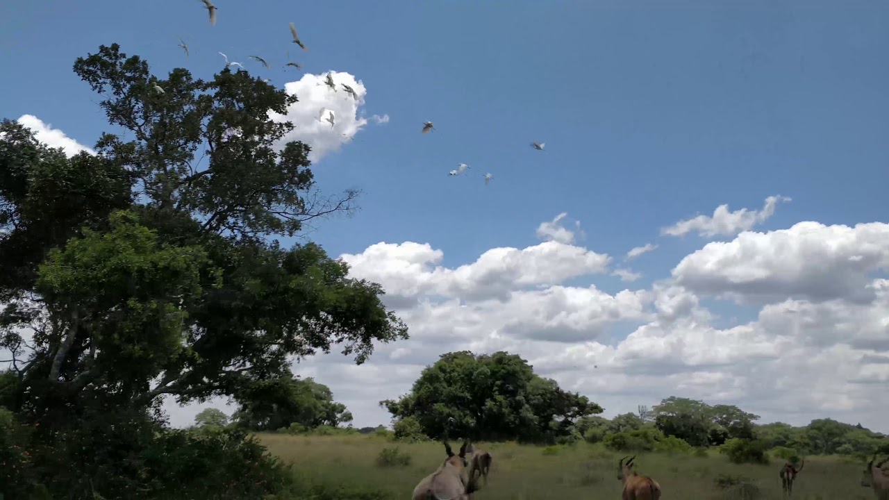 Acacia Tree in African Savanna - Short Video