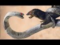 مذهل اقترب هذا الثعبان من هذا النمس ولكن ما حدث لم يكن متوقعا عندما يجوع النمس لا يعرف الرحمة 