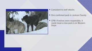 18 calves found dead so far on Western Slope, investigated as possible wolf kills