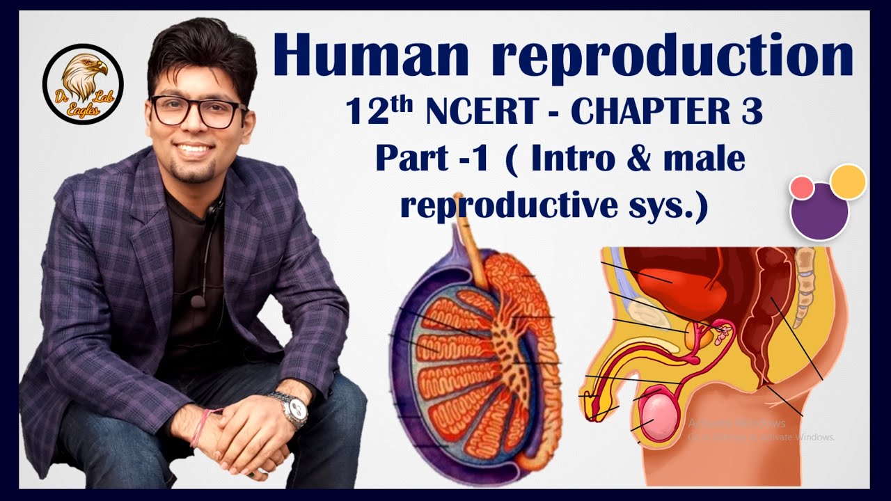 Human Reproduction V01 | Male Reproductive System, NCERT 12th Biology for NEET मानव प्रजनन Dr Eagles
