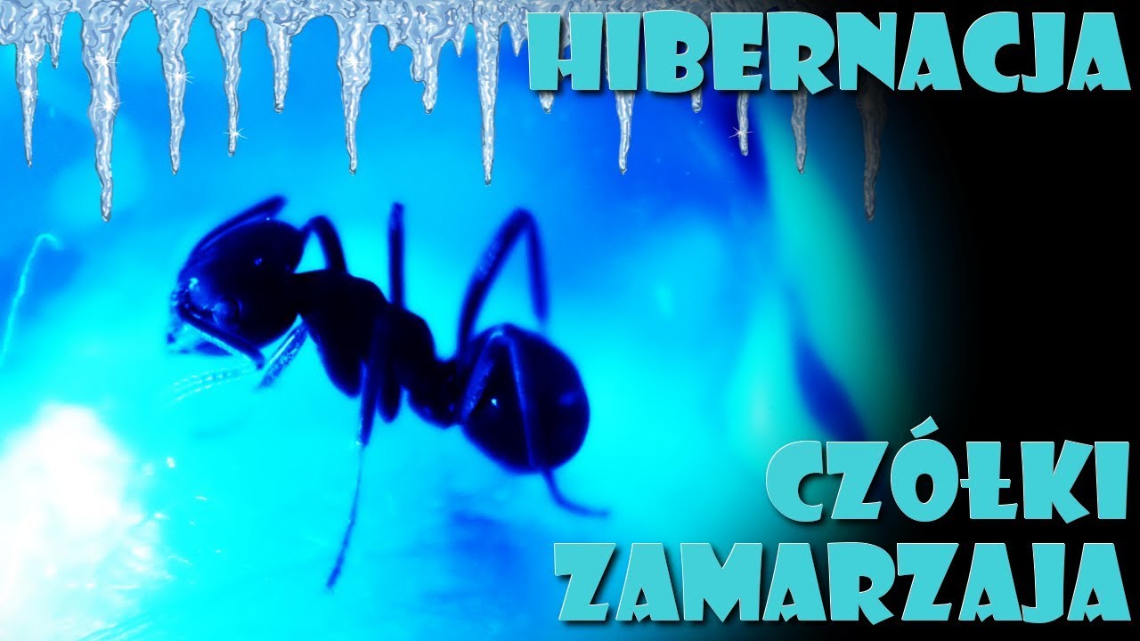 [Jak hibernować mrówki] Poradnik o zimowaniu  +bonus i info