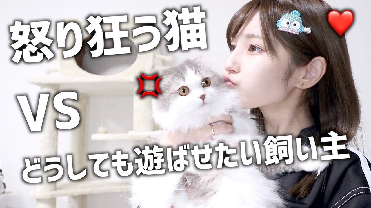 Fight breaks out] I gave Uru & Izu a cat tower as a gift and they