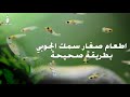 اطعام صغار سمك الجوبي بطريقة صحيحة Food For Baby Guppy Fish 
