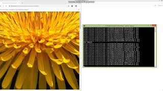 Auto Extract image urls FLICKR.COM