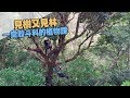 我們的島 見樹又見林 一堂殼斗科的植物課(第989集 2019-01-21)