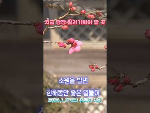 통도사 봄꽃소식!  자장매화 개화 시작