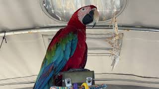 Sounds of a Green Wing Macaw