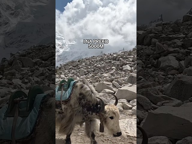 Jakovi su genijalne životinje #sasvimprirodno #aleksandarmilosavljevic #everest #climbing