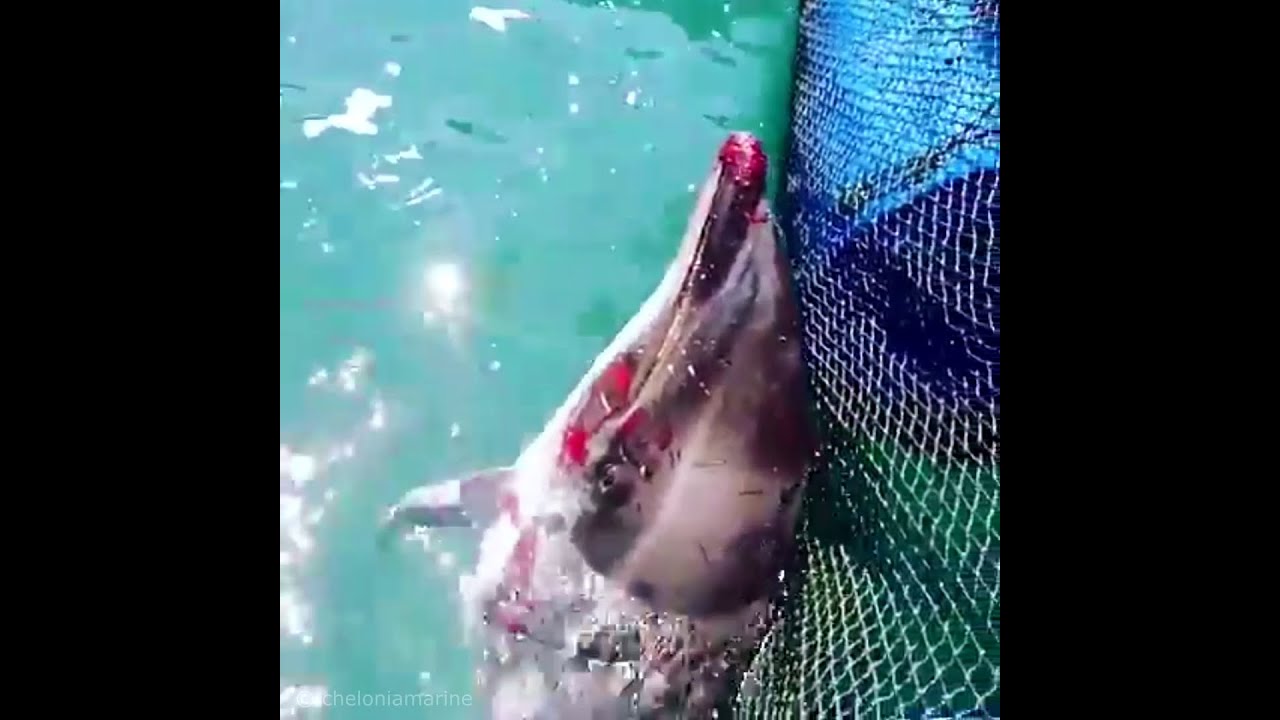 Дикий малайзийский дельфин с легочной патологией