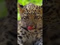 Амурский Леопард