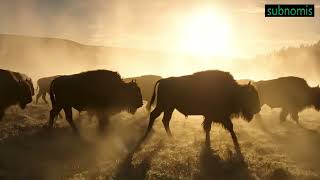 With The Buffaloes