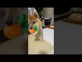 【言葉を理解する犬】豆柴に「おもちゃ取ってきて」とお願いしたら...#shorts