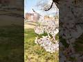 桜咲くキャンパスでお待ちしています Waiting for you under the cherry blossoms #筑波大学 #つくば #universityoftsukuba #sakura