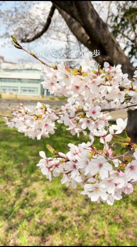 桜咲くキャンパスでお待ちしています Waiting for you under the cherry blossoms #筑波大学 #つくば #universityoftsukuba #sakura