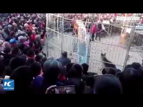 Tiger breaks out of cage during circus show in Shanxi, China