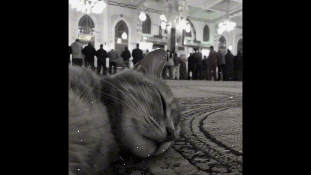 Sheikh Muhammad luhaidin surah Al-zukhraf